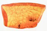 Fossil Fly (Microphorinae) and Midge (Chironomidae) In Baltic Amber #325454-1